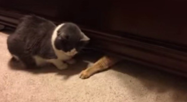 Besramna ninja mačka krade hranu frendici pred nosom