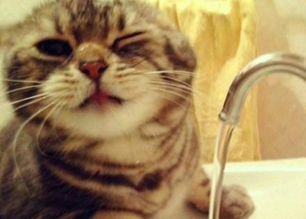 Pije li vaša mačka dovoljno vode?