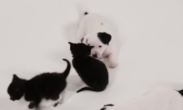 Kako izgleda kada se mačke i psi prvi put upoznaju?