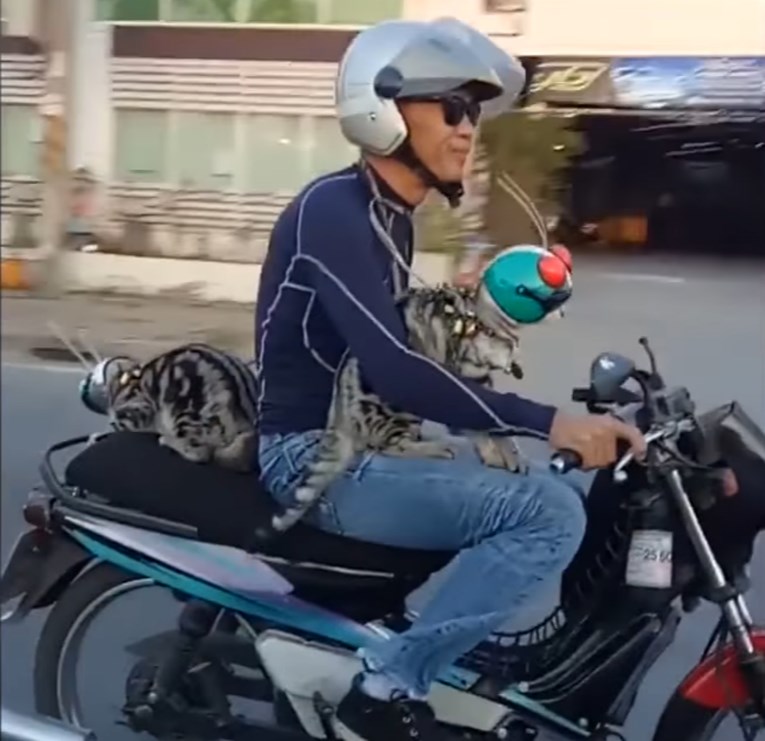 Video koji obara s nogu: Dvije mace voze se na motociklu