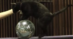 Nezaposleni mačkoljupci, pozor: Mačji cirkus traži novog zaposlenika