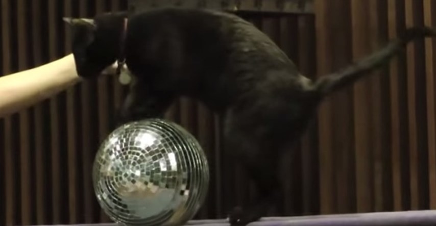 Nezaposleni mačkoljupci, pozor: Mačji cirkus traži novog zaposlenika