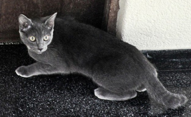Pismo koje će vas šokirati: Tri dubrovačka osnovnoškolca zvjerski usmrtila mačku