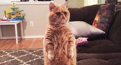 Mačak ili čovjek: George obožava stajati na stražnjim nogama