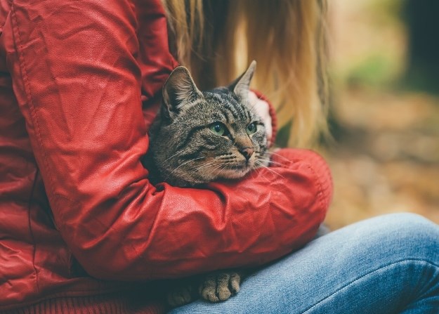 Pravila za izbjegavanje ogrebotina: Kako podignuti i držati mačku?