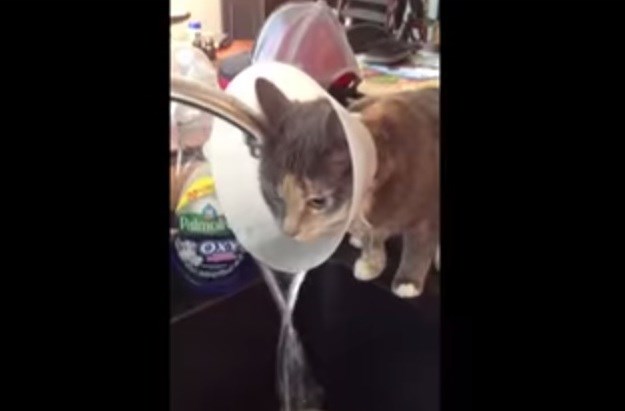 Lukava maca smislila novi način ispijanja vode u otežanim uvjetima