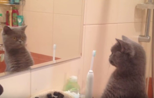 Ogledalce, ogledalce: Mačka ne može vjerovati kako dobro izgleda njezin vlastiti odraz