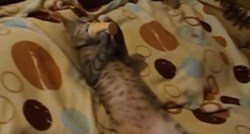 Video dana: Kad mačke otkriju sladoled