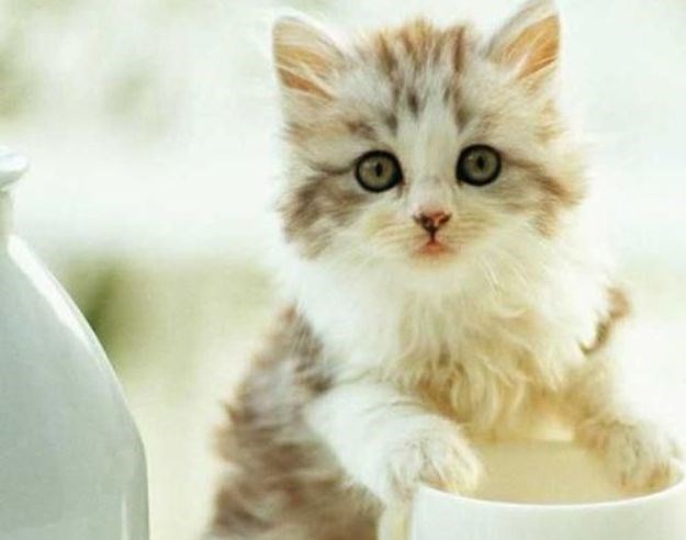 Da li je odraslim mačkama doista potrebno mlijeko?