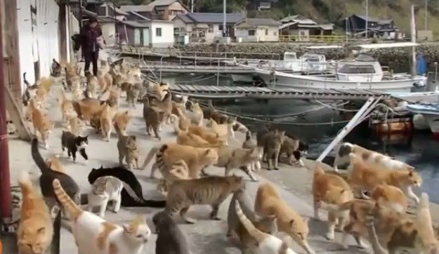 Raj za mačkoljupce: Na japanskom otoku Aoshima živi 6 puta više mačaka nego ljudi