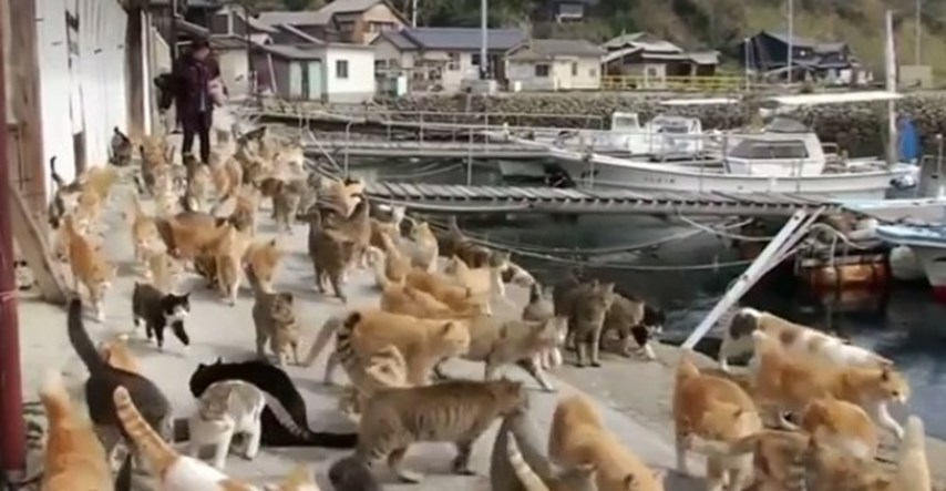 Raj za mačkoljupce: Na japanskom otoku Aoshima živi 6 puta više mačaka nego ljudi
