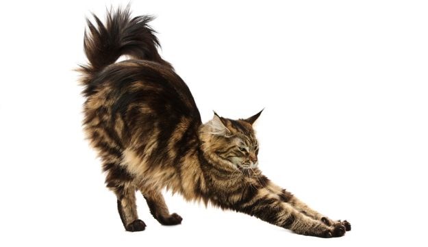 5 zanimljivih činjenica o Maine Coon mačkama