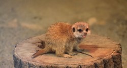 FOTO U zagrebačkom Zoološkom vrtu na svijet stigla dva mališana merkata