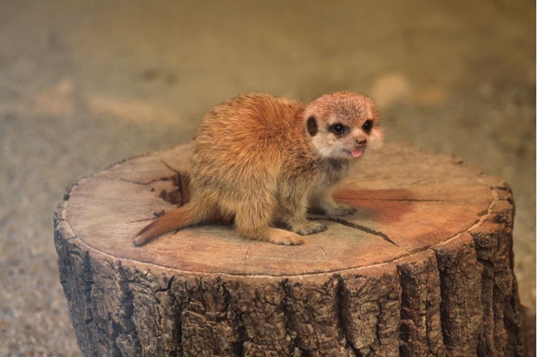 FOTO U zagrebačkom Zoološkom vrtu na svijet stigla dva mališana merkata