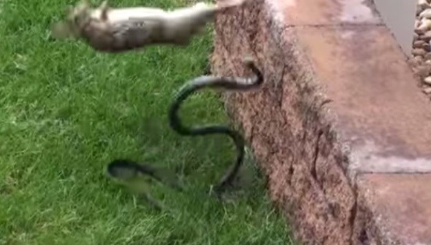 Hrabra zečica spasila svoje mladunce od toga da postanu ukusni obrok velikoj zmiji
