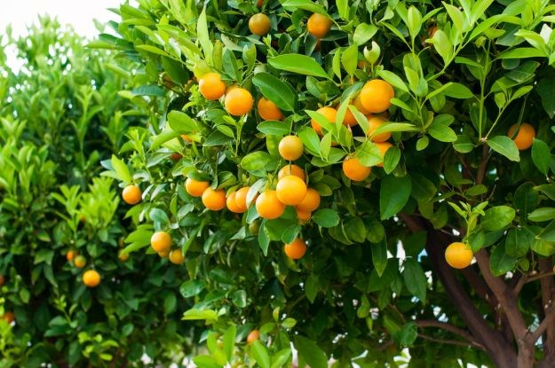 Dvojica staraca u Opuzenu iz voćnjaka ukrala 2400 kilograma mandarina