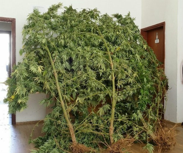 U Vrlici marihuana visoka tri metra
