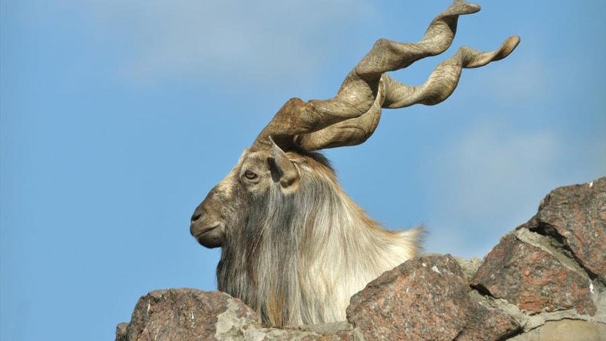 Markhor koze