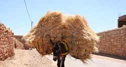 "Proživljavamo horor zbog sramote": Dječaci iz sela u Maroku silovali zaraženog magarca