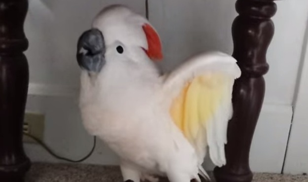 Kada treba veterinaru, ovaj kakadu počinje pričati glasom robota