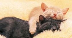 Mačke, poljupci i maženje: Dijelovi tijela s kojima nećete pogriješiti