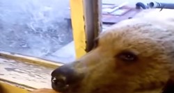 Video: U Rusiji se medvjedi hrane s prozora, ako niste znali