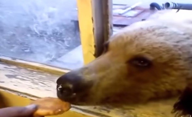 Video: U Rusiji se medvjedi hrane s prozora, ako niste znali