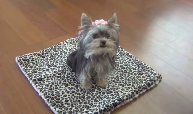 Misa Minnie i njezini trikovi: Je li ovo najpametniji pas na svijetu?