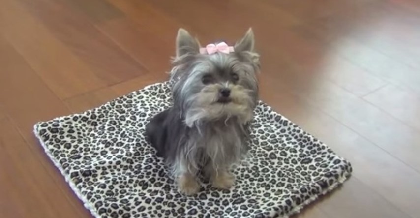 Misa Minnie i njezini trikovi: Je li ovo najpametniji pas na svijetu?