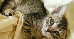 Jeste li znali: Klasična glazba smiruje mačke tijekom operacije