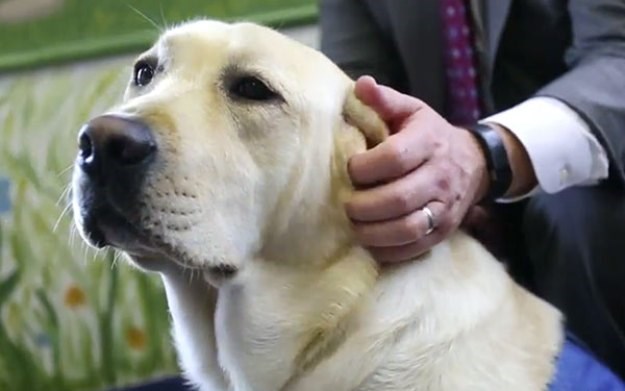 Novi zakon u Illinoisu: Psi će pomagati djeci tijekom svjedočenja