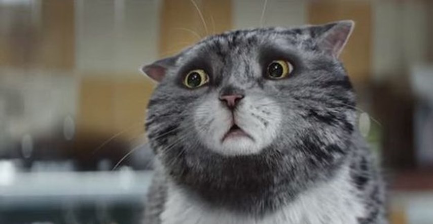 Upoznajte mačka Moga, zvijezdu najpopularnije reklame ovoga Božića
