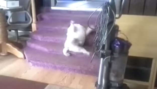 Ovako izgleda češanje leđa iz pseće perspektive