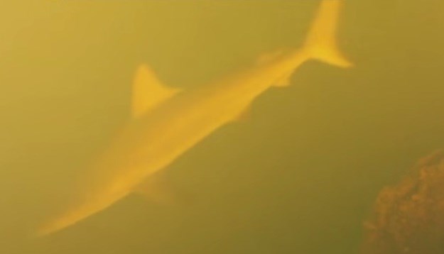 Otkriveni morski psi koji žive u jednom od najaktivnijih podvodnih vulkana