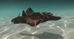 VIDEO Nesvakidašnji gost: Neobični morski zekan posjetio Pakoštane