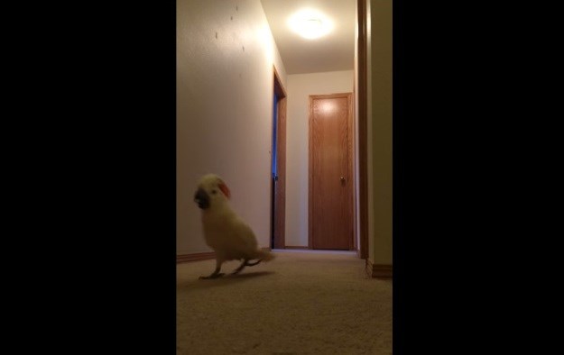 Video: Ovaj papagaj mrzi jutra i želi da to znaju svi njegovi ukućani