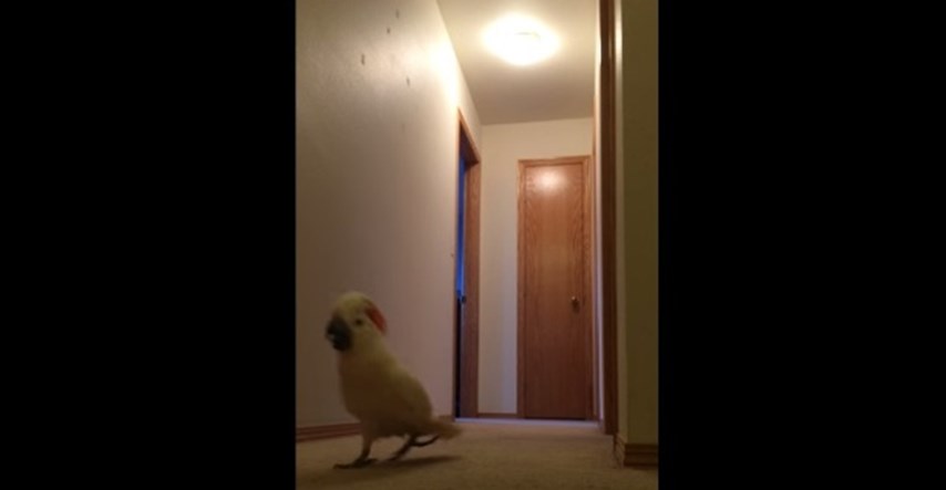 Video: Ovaj papagaj mrzi jutra i želi da to znaju svi njegovi ukućani