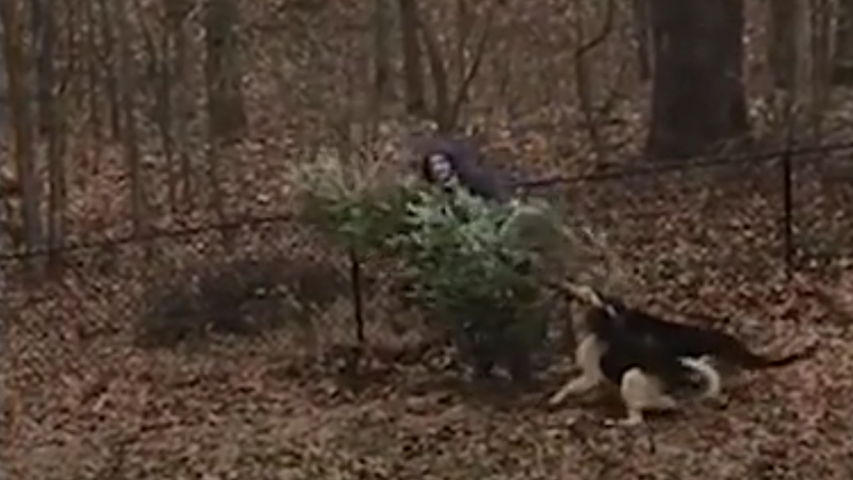 VIDEO Ova dva psa ne žele se riješiti božićne jelke