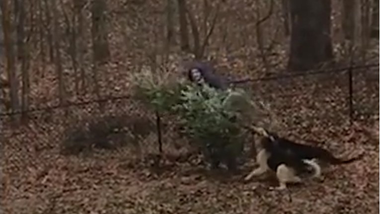VIDEO Ova dva psa ne žele se riješiti božićne jelke