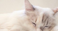 7 savjeta za novopečene vlasnike mačaka