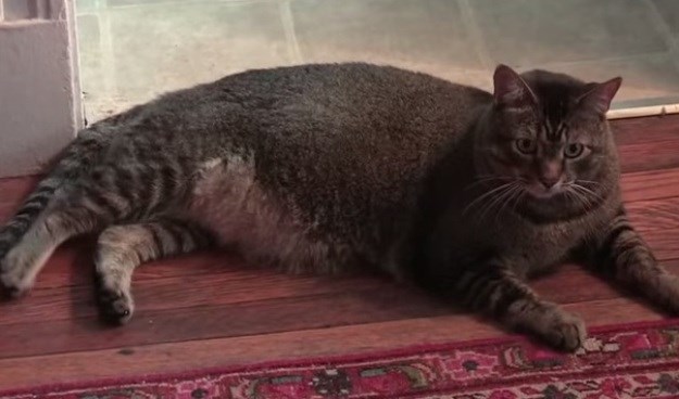 Je li ovo najveća mačka koju ste ikad vidjeli?