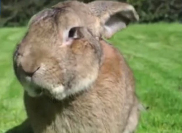 Upoznajte trenutno najvećeg kunića na svijetu, kojeg će ubrzo prerasti njegov sin