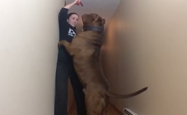 Upoznajte Hulka,  najvećeg pit bulla na svijetu!