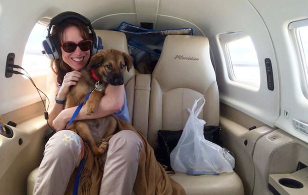 Piloti volonteri prevoze napuštene pse do novih domova kako bi izbjegli smrt