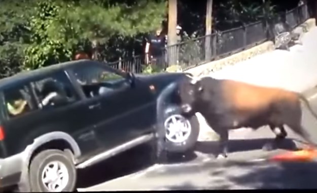 Video: Bik napao terenca, pogodite tko je pobijedio!