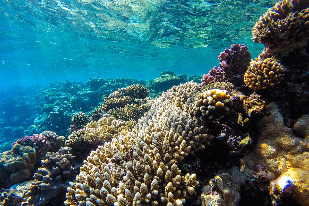 Znanstvenici upozoravaju: Svjetski oceani se guše zbog nedostatka kisika