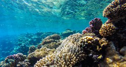 Znanstvenici upozoravaju: Svjetski oceani se guše zbog nedostatka kisika