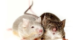 10 zabavnih činjenica o miševima koje vjerojatno niste znali