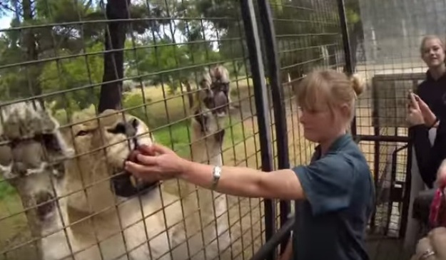 Orana Wildlife Park: Otvoreni tip Zoološkog vrta u koji idu samo najhrabriji