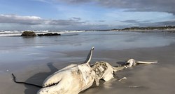 FOTO Kao iz horora: Kitovi ubojice proždiru velike bijele psine